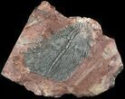 Moroccan Crinoid (Scyphocrinites) Plate #46474-1